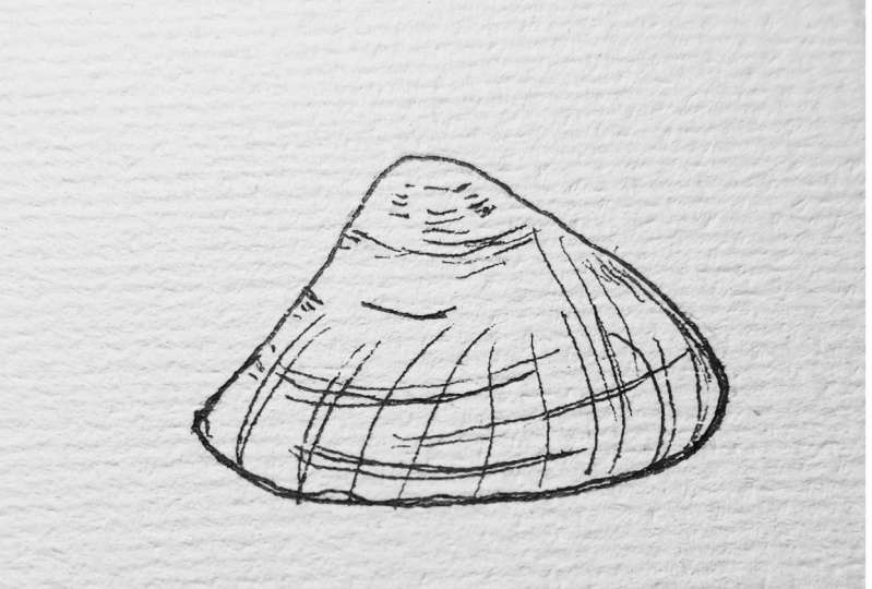 Seashells with ink pens