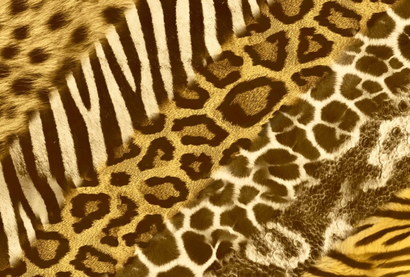 Animal Skin Brushes For Procreate