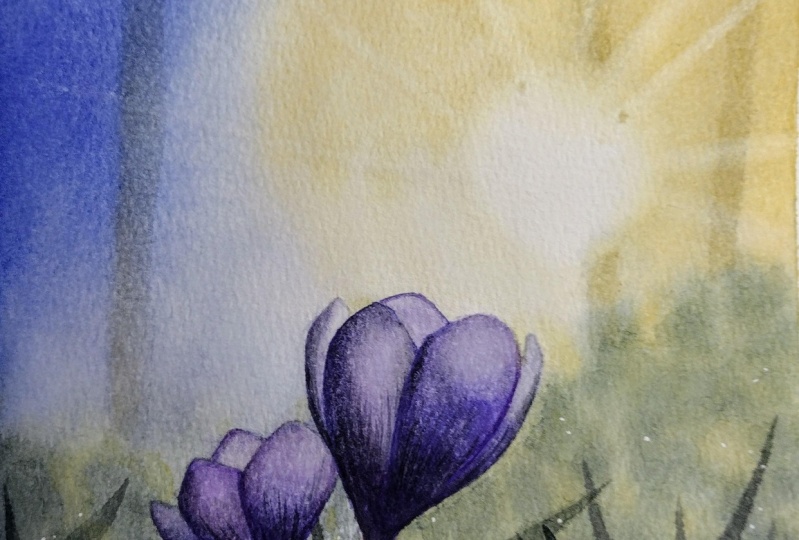 Sunny crocuses