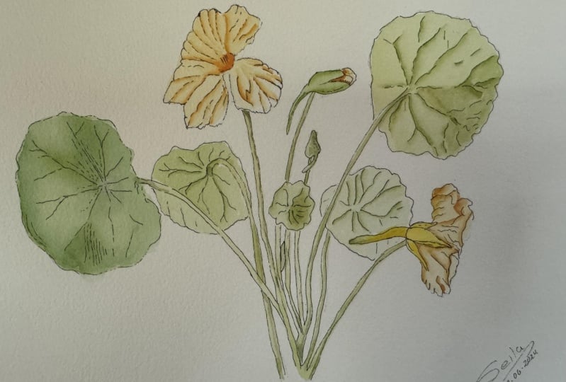 Flores
