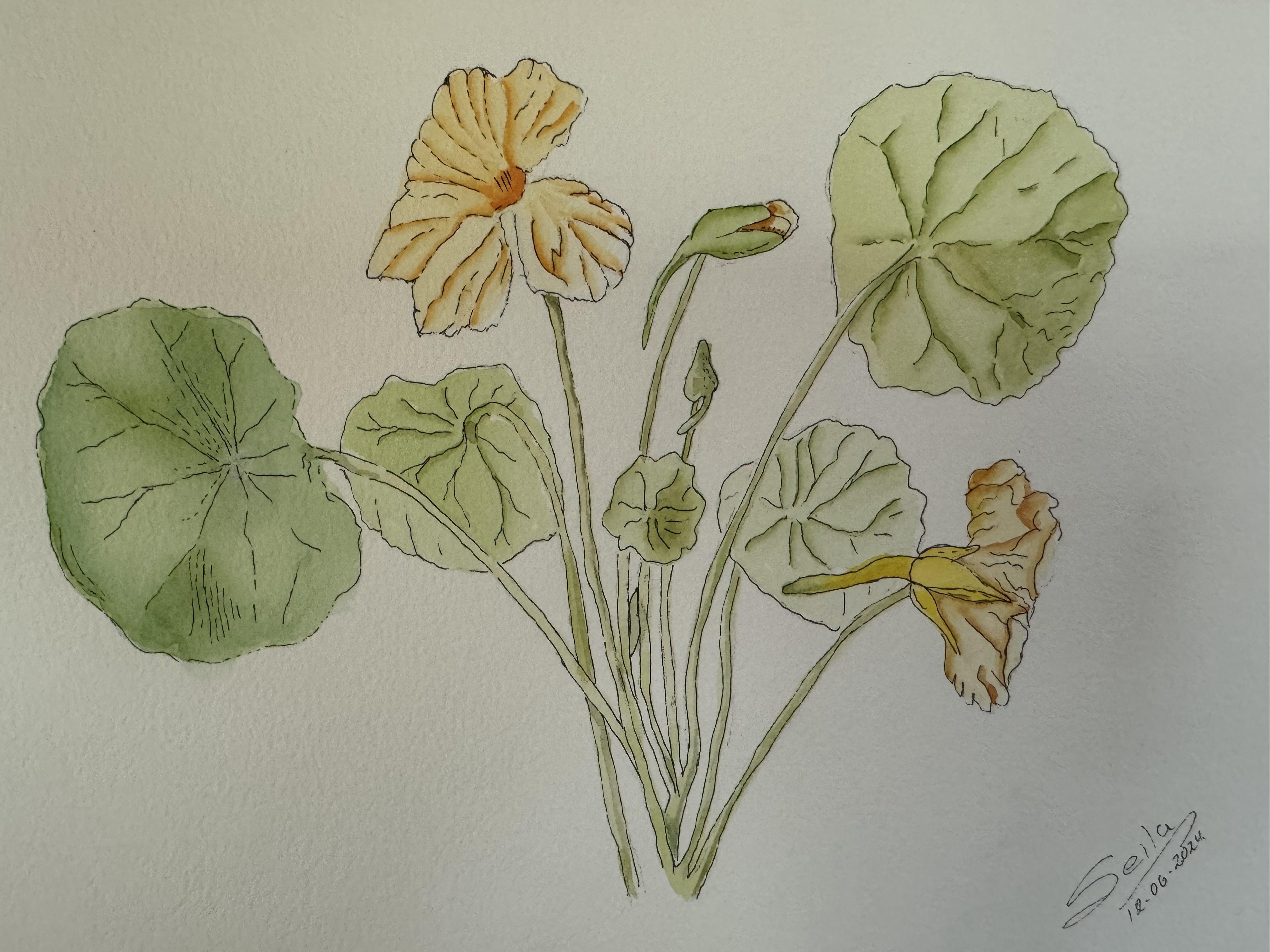 Flores - student project