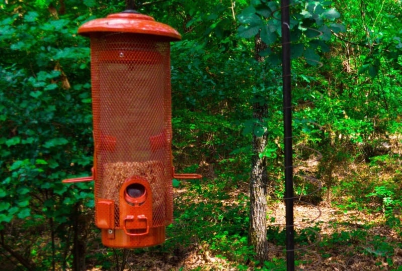 Bird Feeder