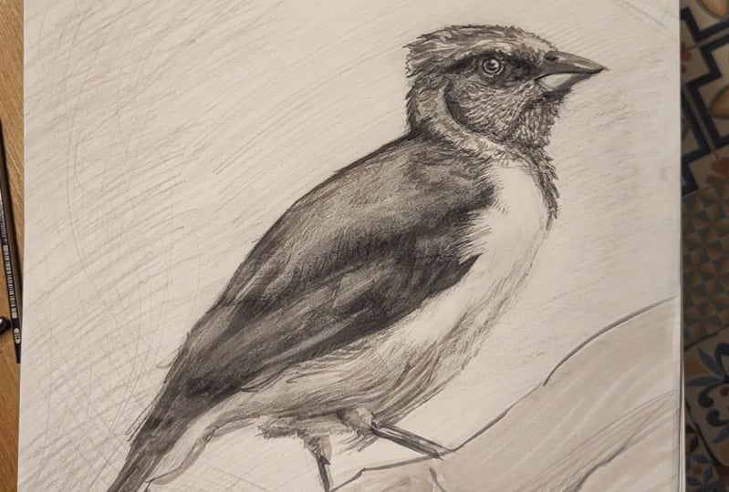 Cardinal study