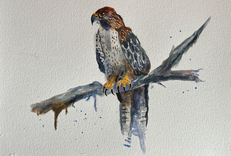Majestic falcon watercolour with Will Elliston