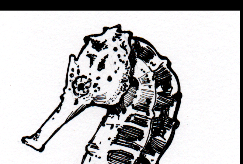 Animal Draw