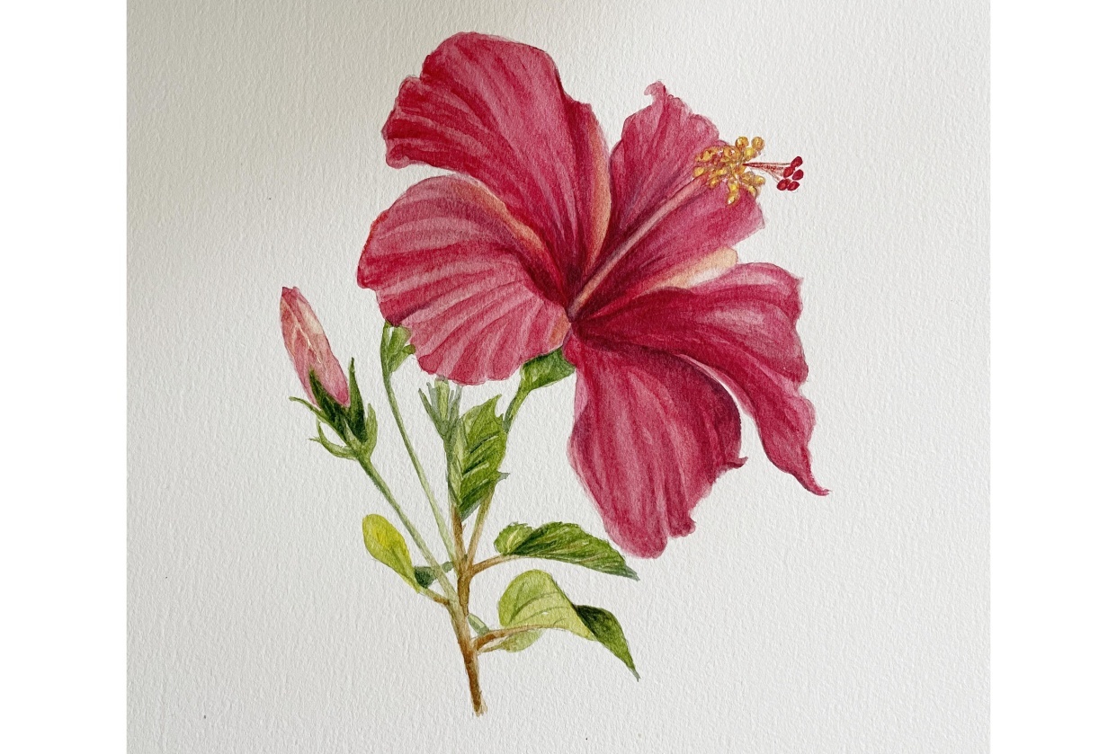 Hibiscus Flower - student project