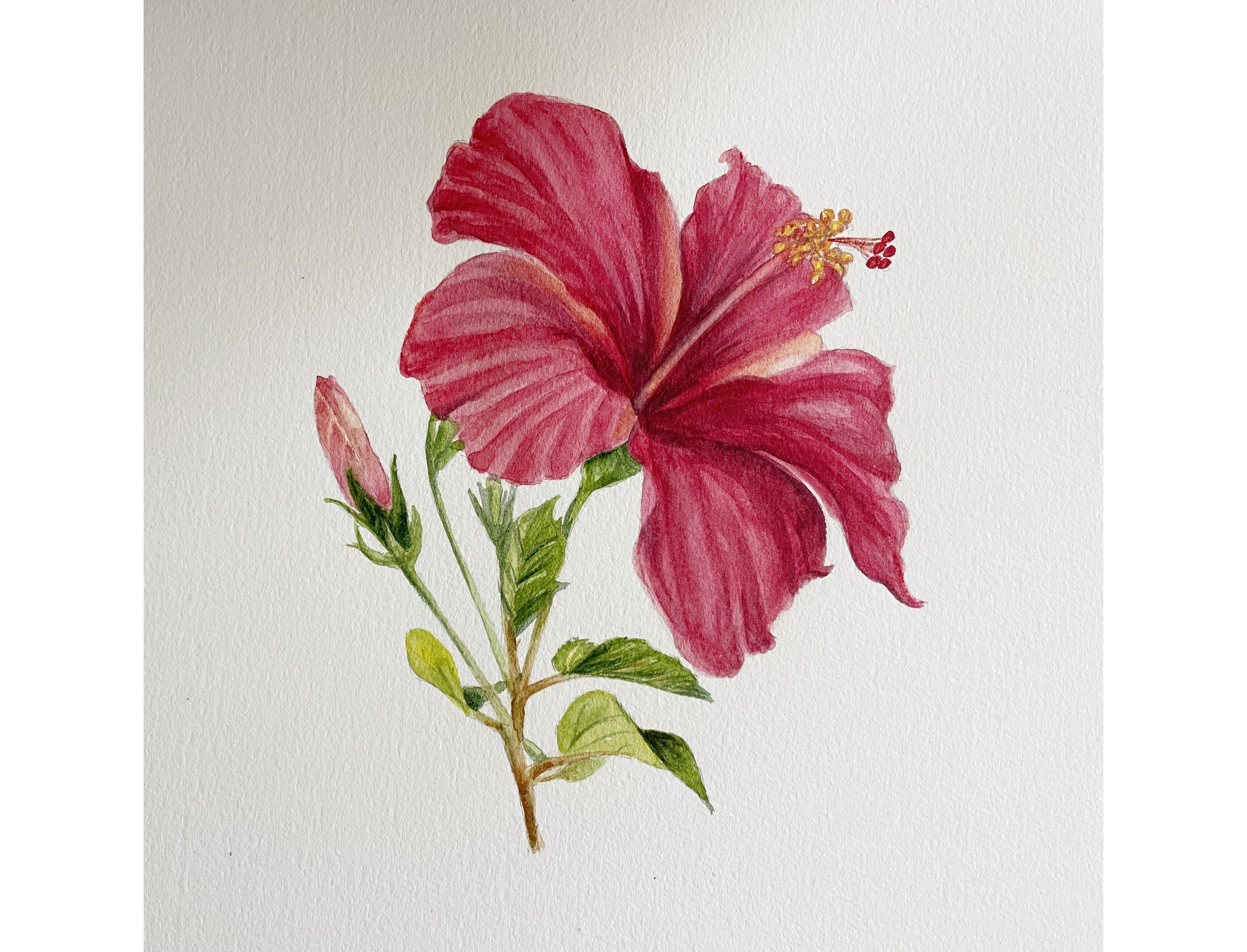 Hibiscus Flower - student project