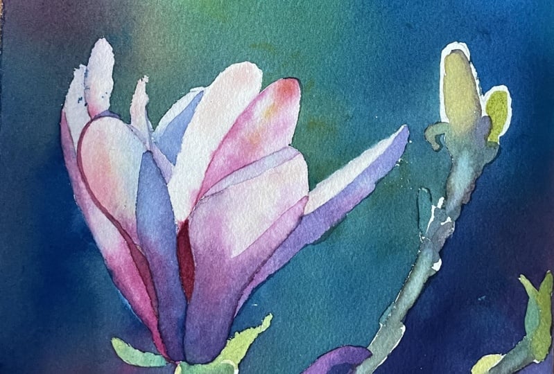 Watercolour Magnolia