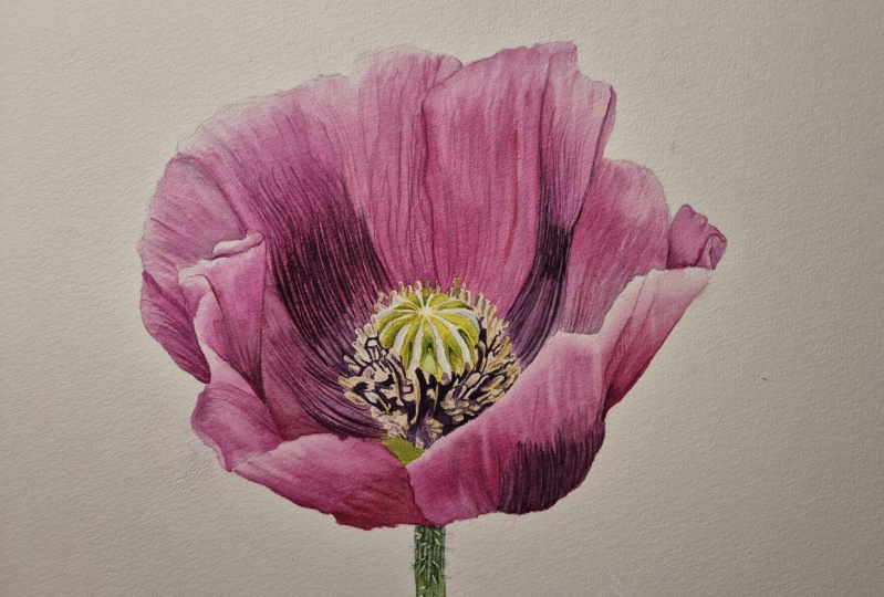 Poppy