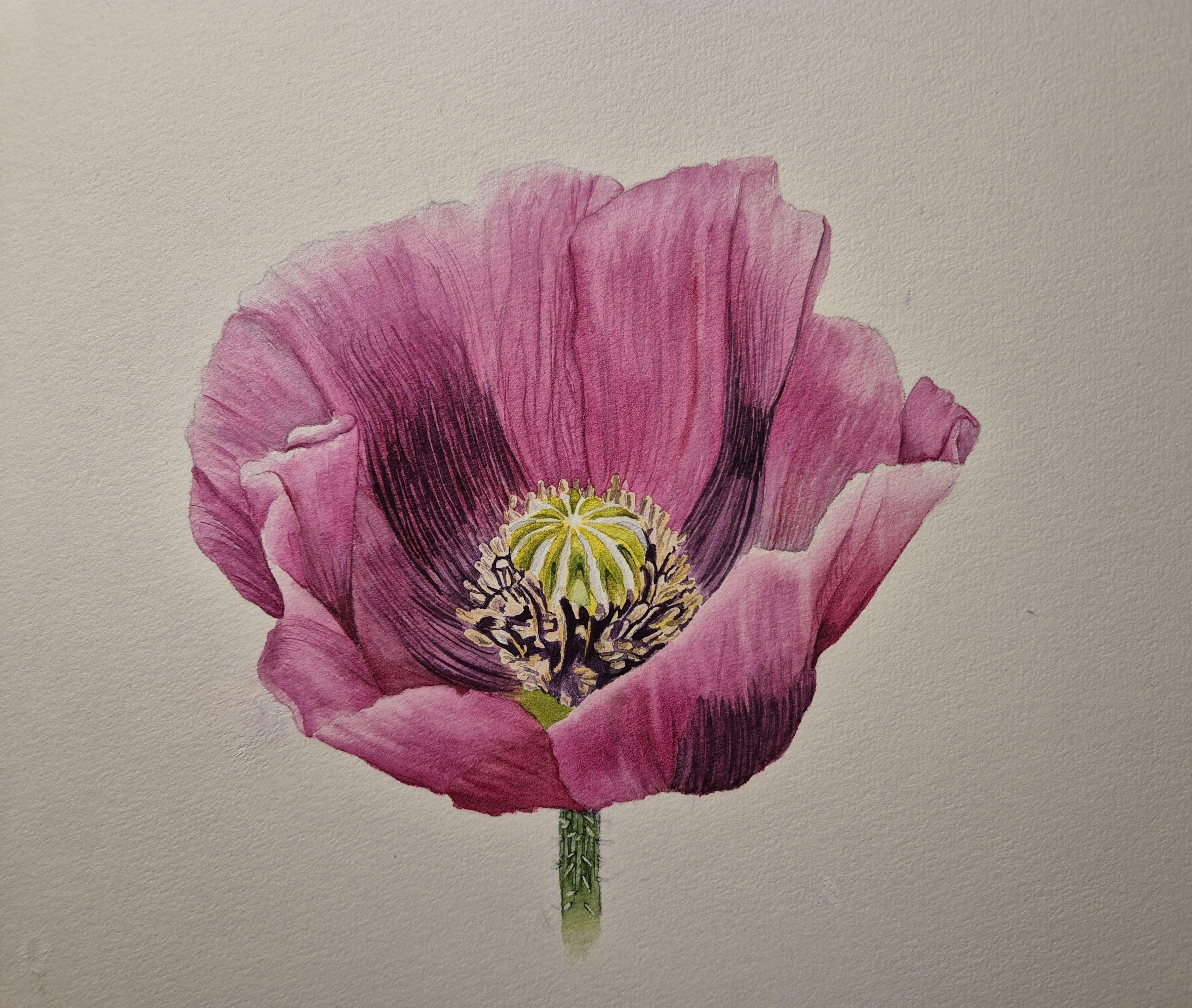 Poppy