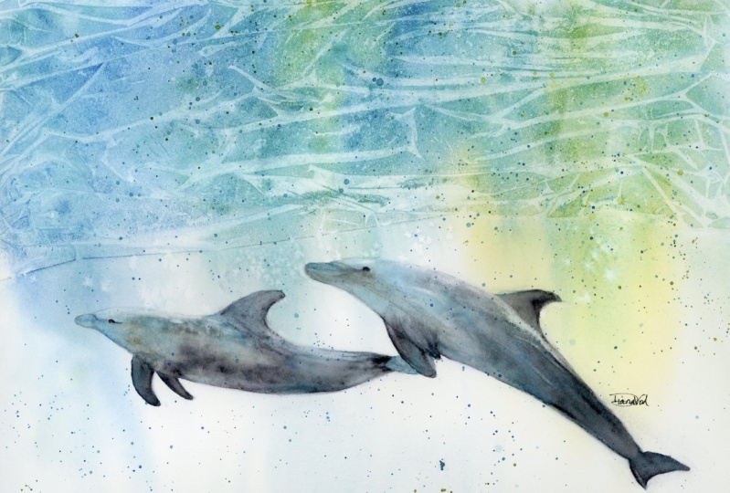 Dolphin Play