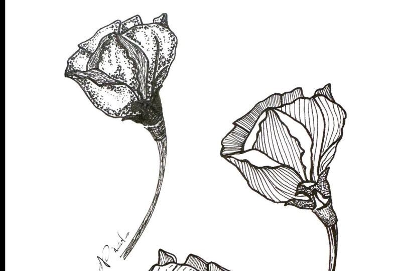 Dried Ink Flowers