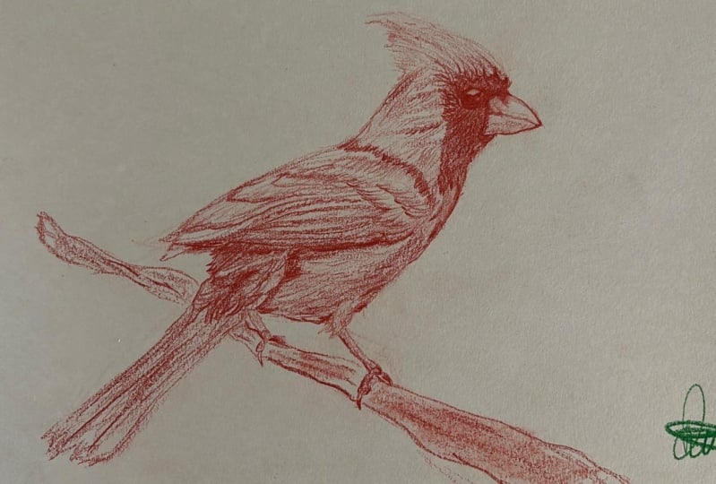 Red Cardinal
