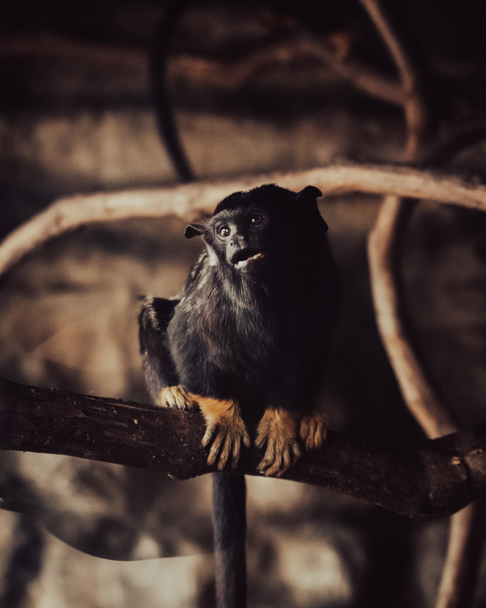 Monkey - student project