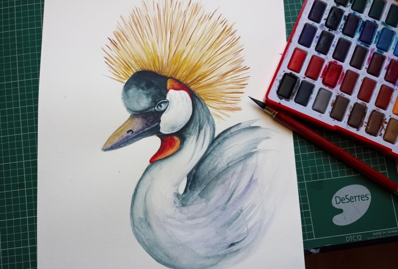 Grey crowned crane