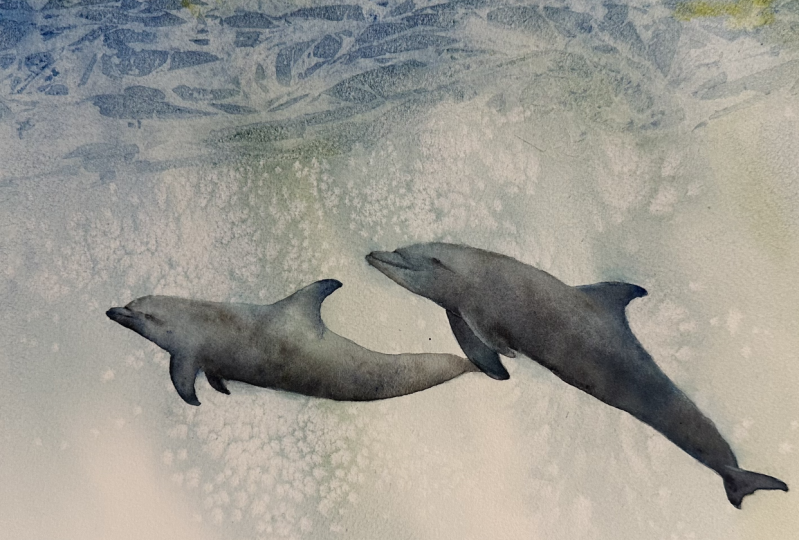 dolphins