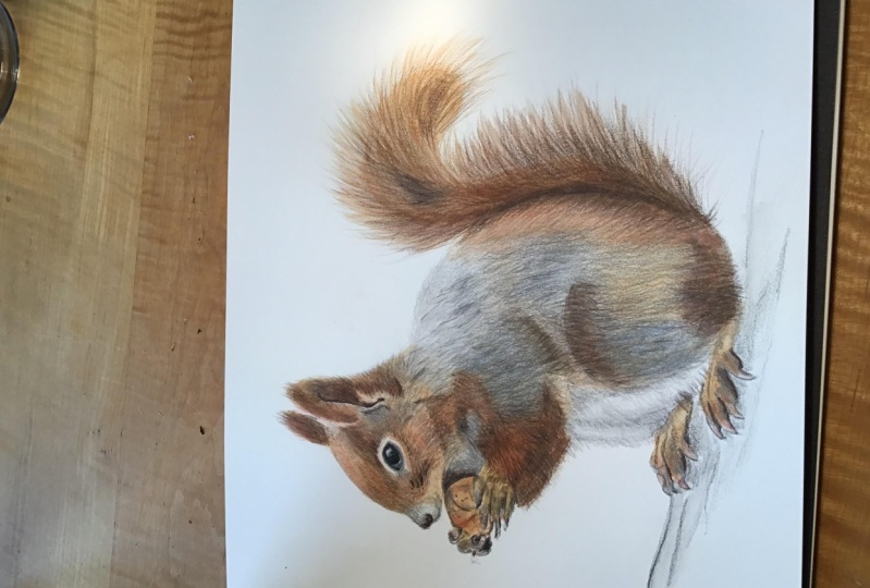 Squirrelh