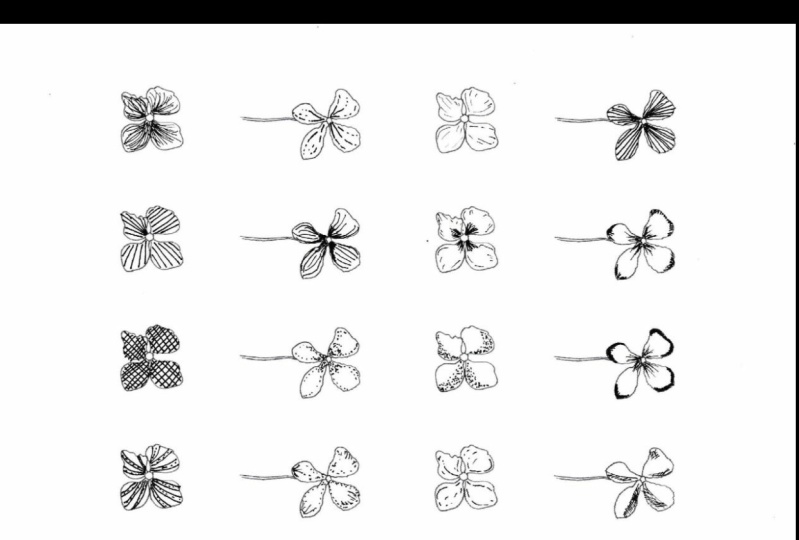 My line drawn florals