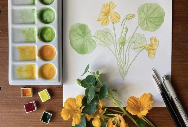 My Nasturtium