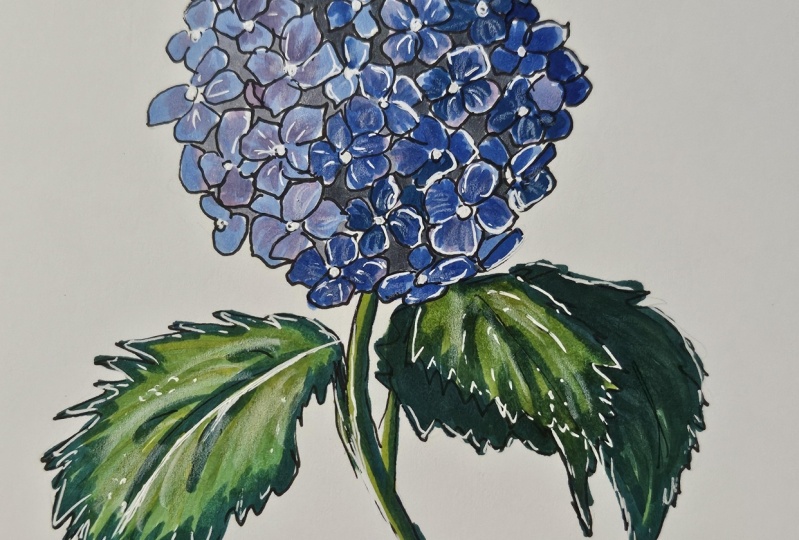 Hydrangea with markers