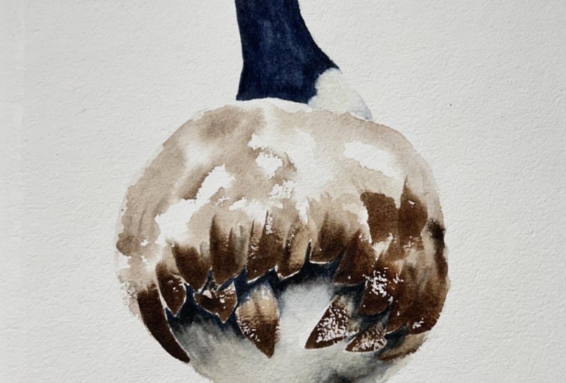Canada Goose Watercolour - a class by Nadine Dudek
