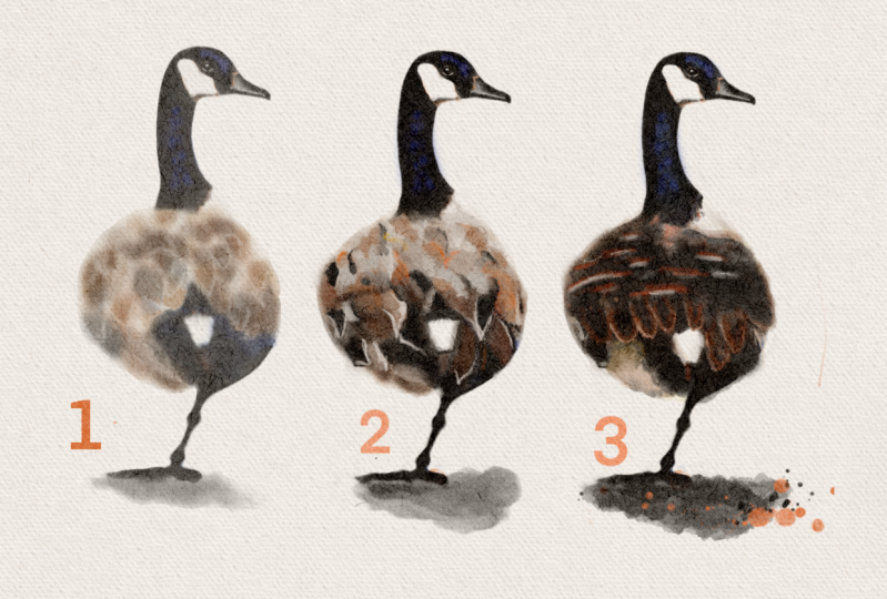 Canadian Goose