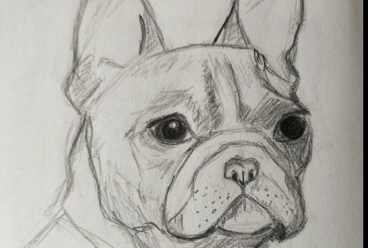 Drawing Dogs - student project