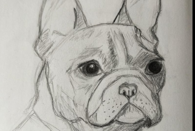 Drawing Dogs