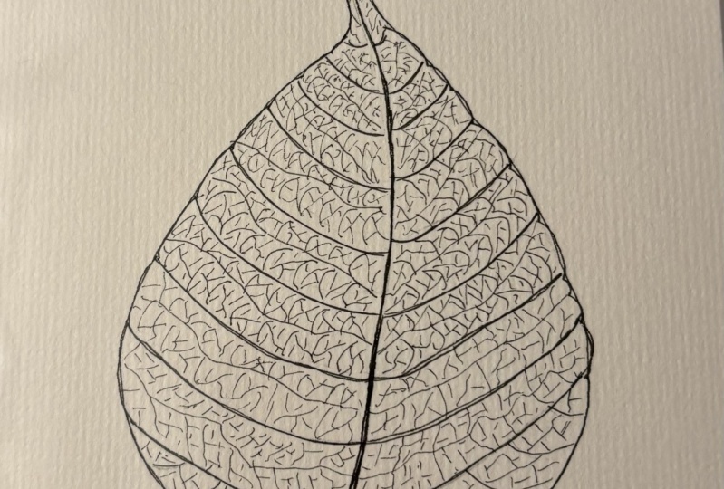 Delicate skeleton leaf