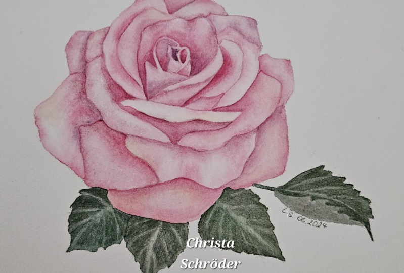 Botanical Rose