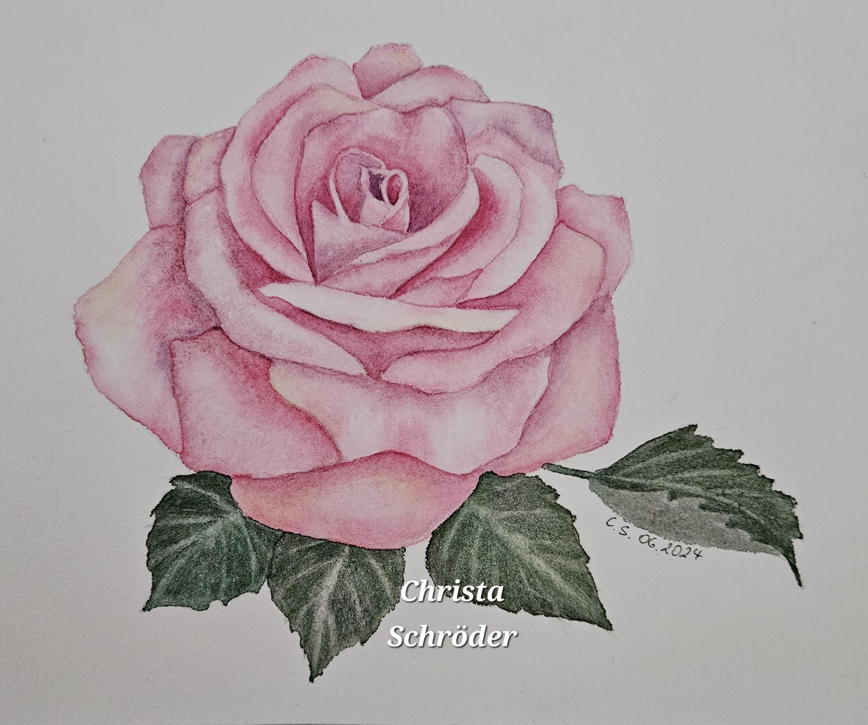Botanical Rose - student project