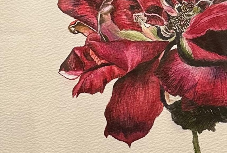 Teresa’s Rose