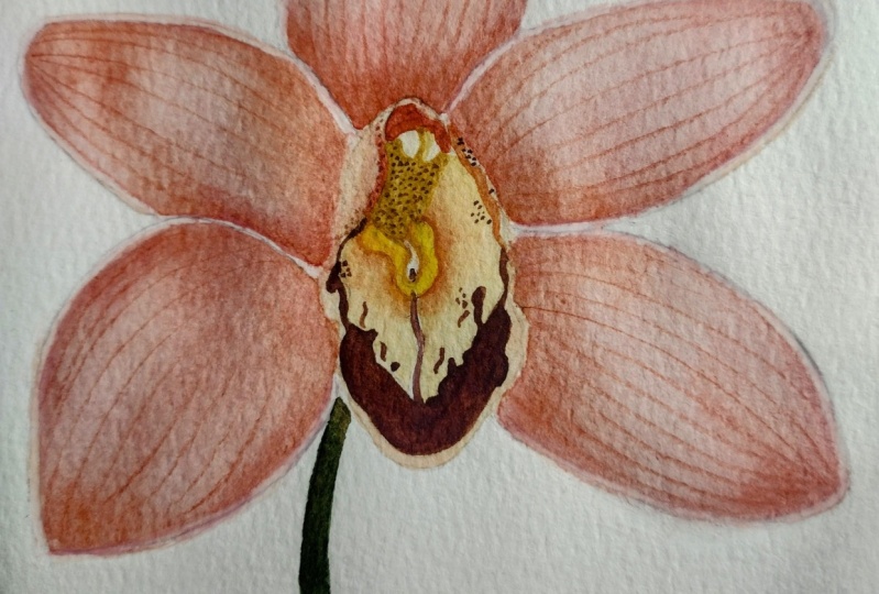 Orchid Flower