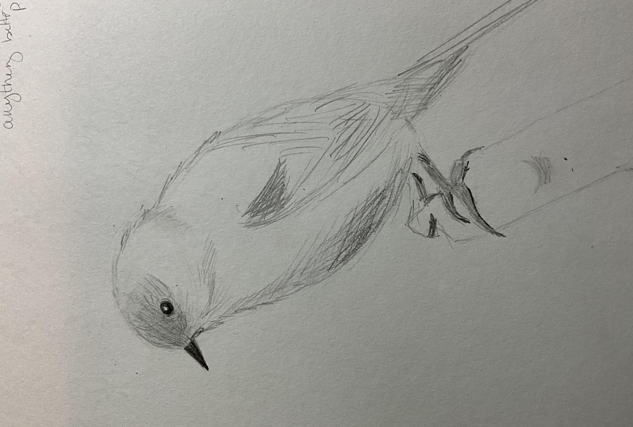 Bird - student project