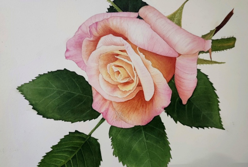 Watercolor Rose