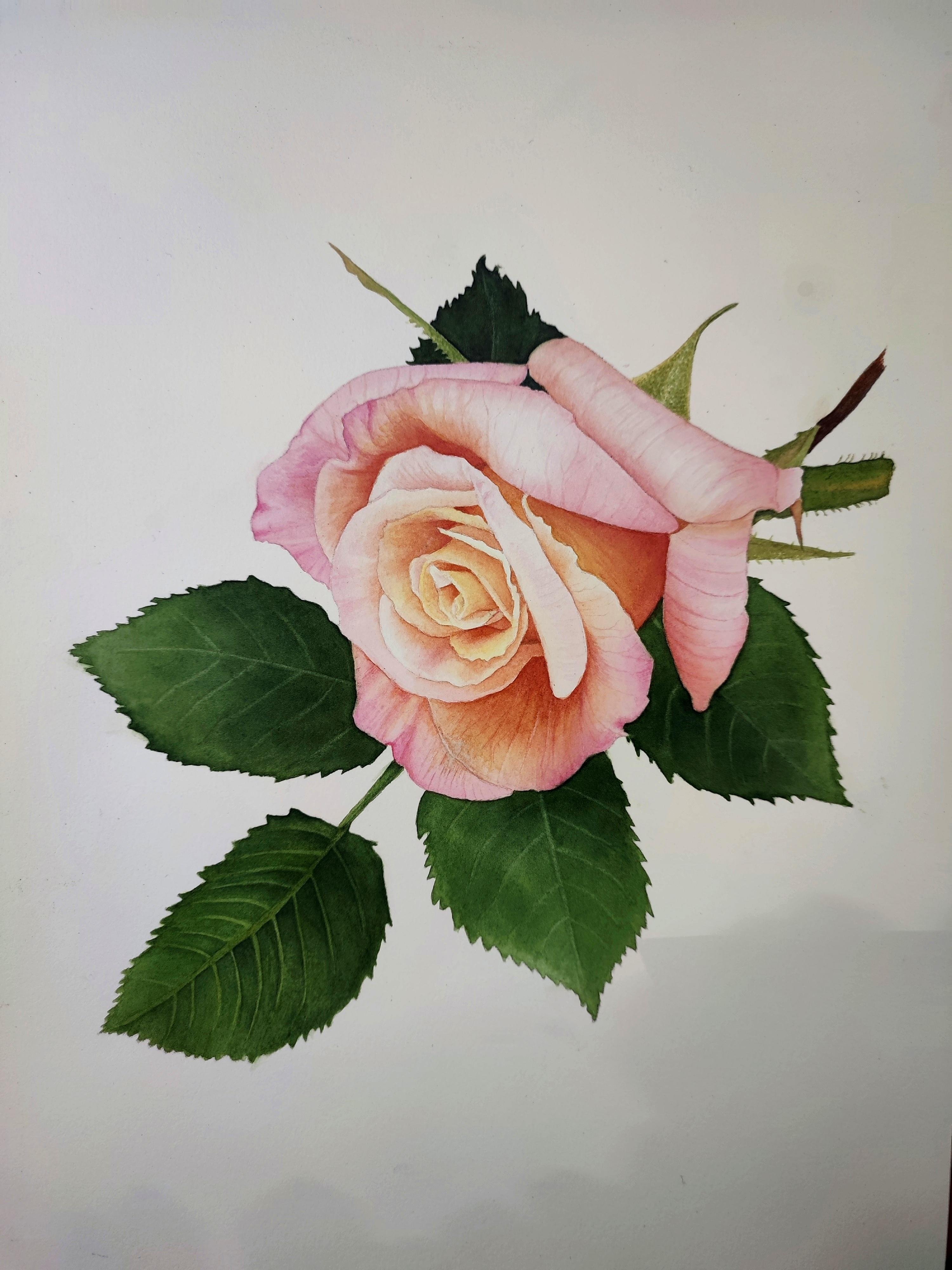 Watercolor Rose - student project