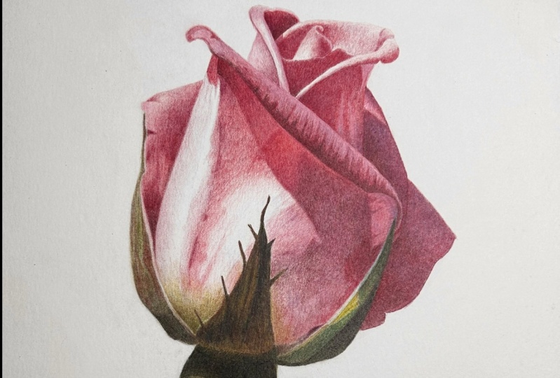 colored pencil rose