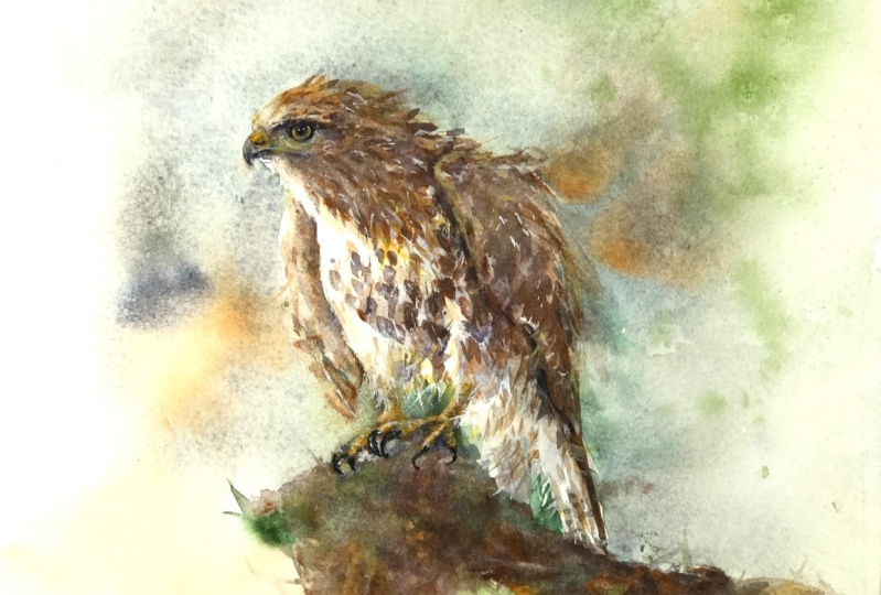 a juvenile hawk in watercolor