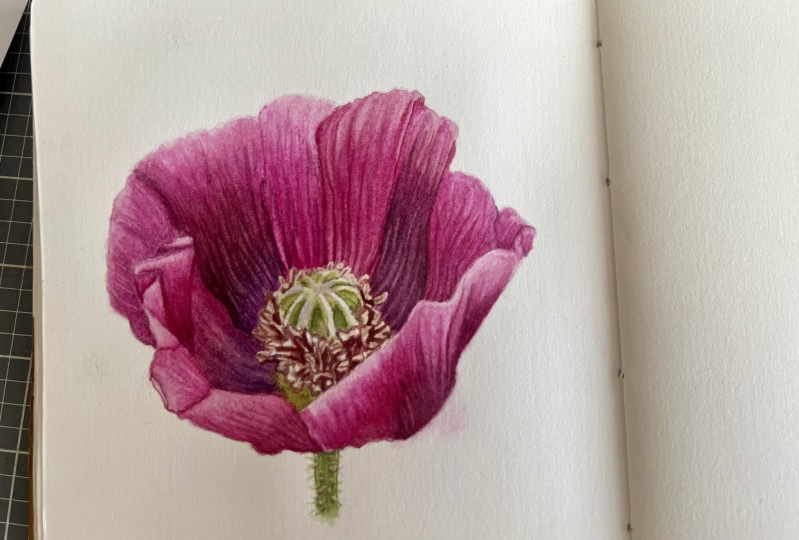 Poppy