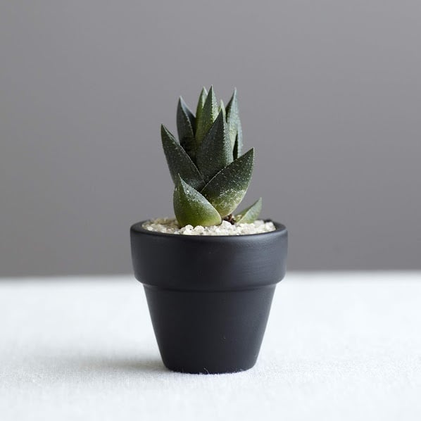 Show us your plants! - student project
