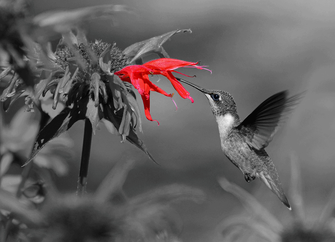 Hummingbird's Meal - student project