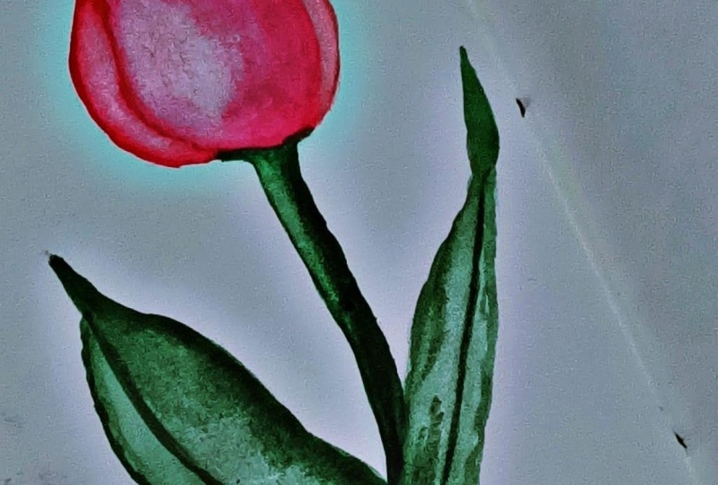 Tulip