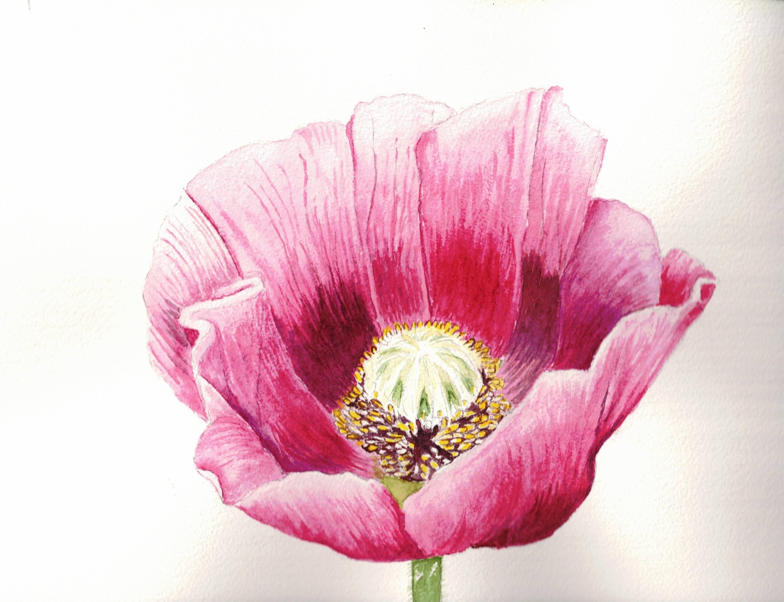 My poppy