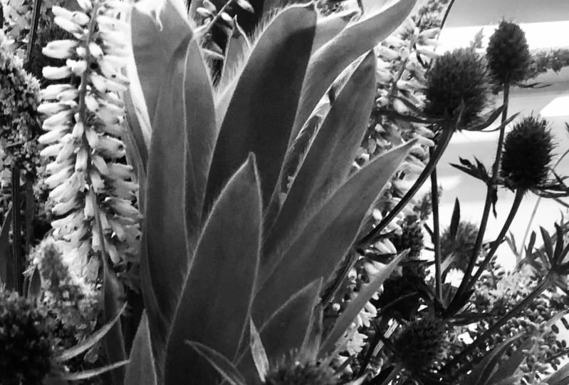 Social media post template-Gardens