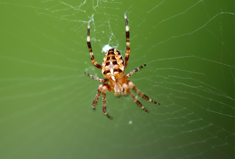 Reflections of Araneus Diadematus: A Weaver's Tale of Nature's Beauty