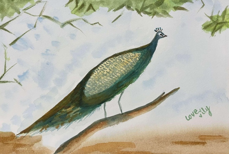 majestic peacock