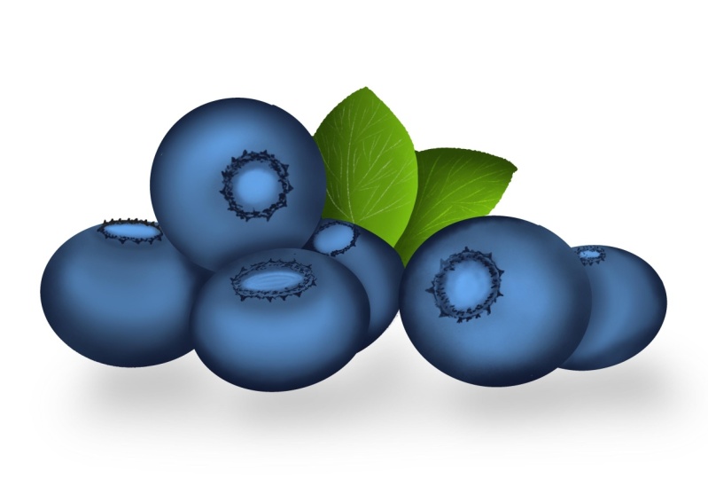 Blueberries illustration