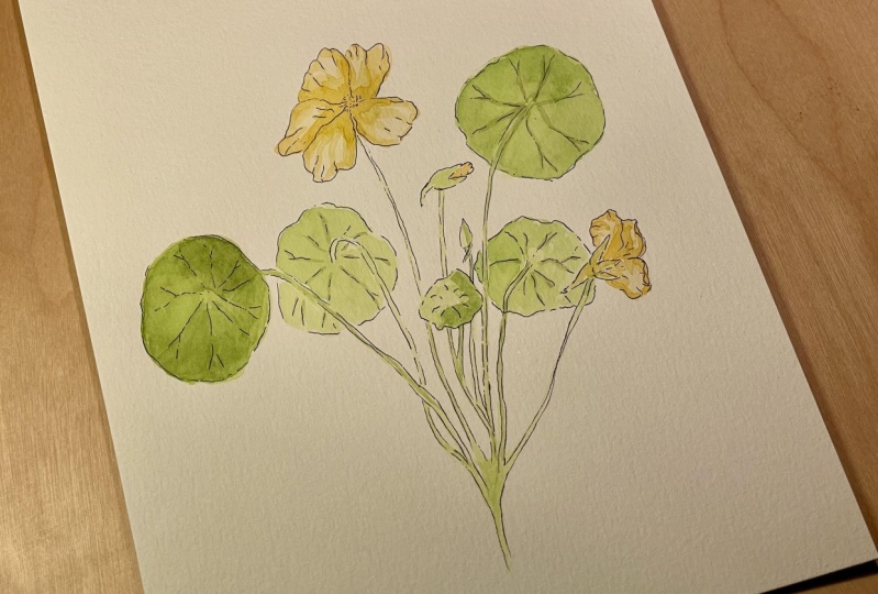 Watercolor Nasturtium