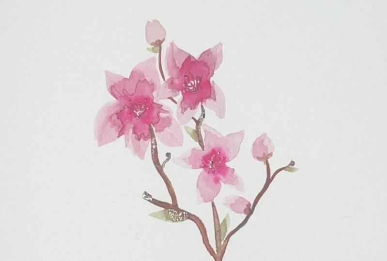 Cherry Blossoms