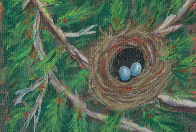 Bird's nest